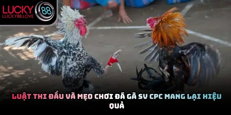 Nắm vững quy tắc để chinh phục bộ môn chọi kê hiệu quả nhất 2026