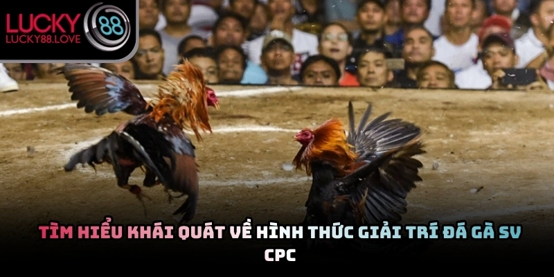 Thi đấu kê chiến đỉnh cao được phát sóng trực tiếp với hình ảnh sắc nét