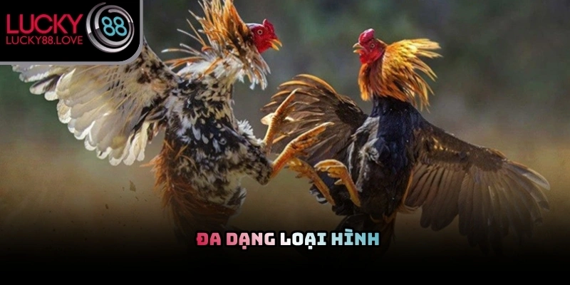 Các chiến kê dũng mãnh đang chuẩn bị bước vào cuộc so tài đầy kịch tính