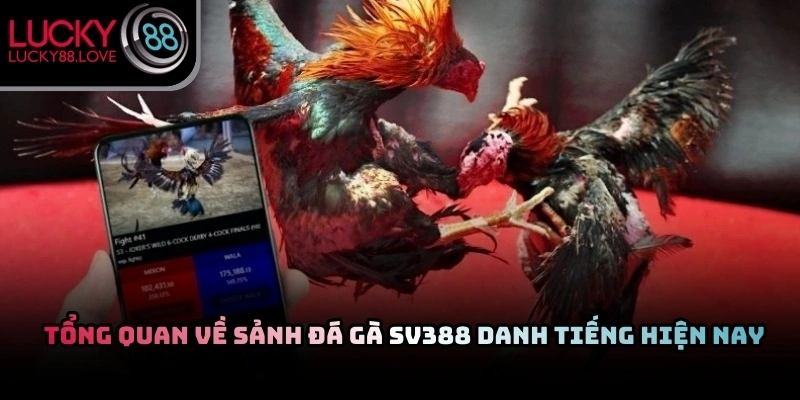 Không gian thi đấu trực tiếp tại sảnh gà mang lại cảm giác chân thực nhất