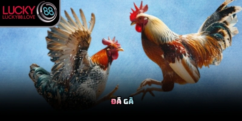 Nhiều người chơi lựa chọn trải nghiệm đá gà trực tuyến tại trang chủ Lucky88